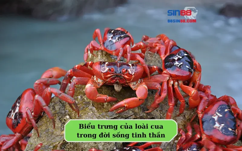 Biểu trưng của loài cua trong đời sống tinh thần