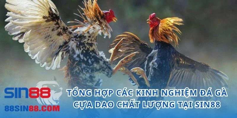 Tổng Hợp Các Kinh Nghiệm Đá Gà Cựa Dao Chất Lượng Tại SIN88