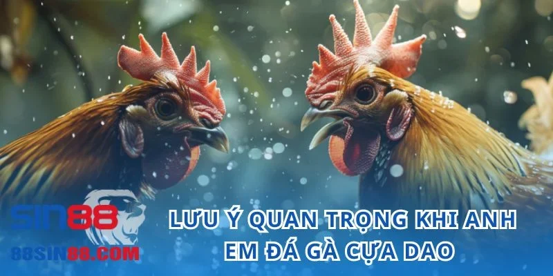 Lưu ý quan trọng khi anh em đá gà cựa dao 