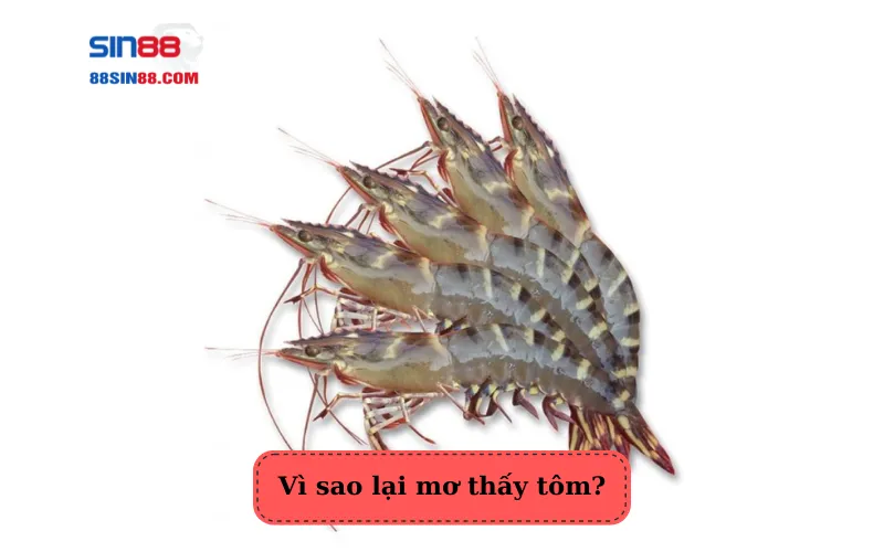 Vì sao lại mơ thấy tôm?